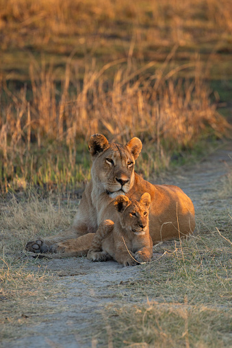 A lioness and her cub watches a wilderbeest move past them in the warm morning light.Okavango Delta, Botswana.