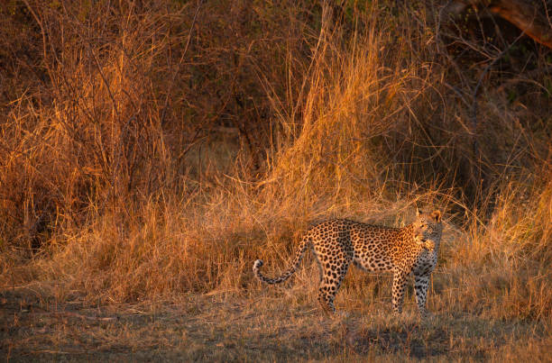 The last rays of a firy sunset illuminates the bush savannah that surrounds a leopard. Shortly after the image was taken the leopard dissapeared into the surrounding bush, Kanana, Okavango Delta, Botswana.