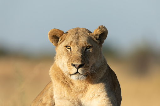 Close up full face frontal of a lion in the warm morning light.