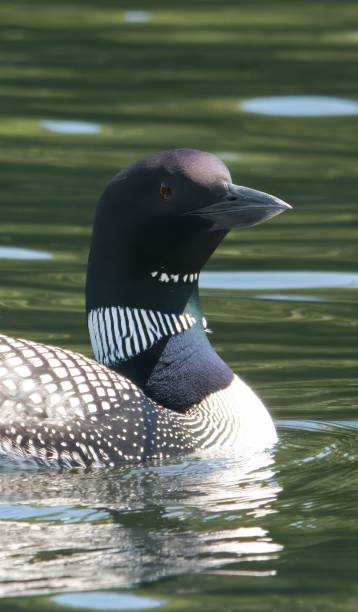 istock Maine Loon closeup 1664369294