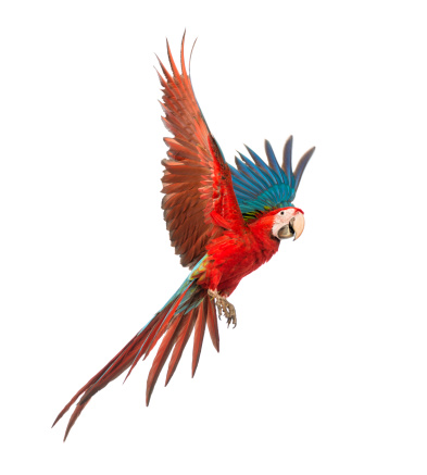 Green-winged Macaw, Ara chloropterus, 1 year old, flying in front of white background