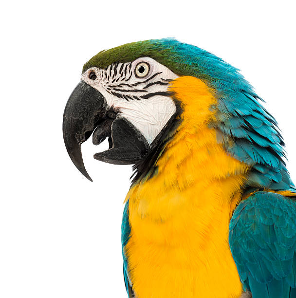 istock Side view close-up of a Blue-and-yellow Macaw, Ara ararauna 166438314