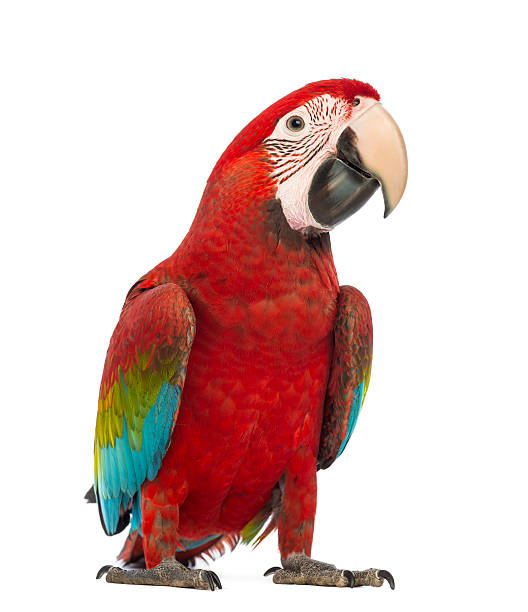 istock One year old Green-winged Macaw, Ara chloropterus on white 166438418