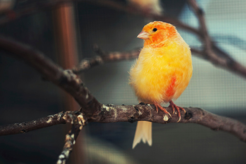 Yellow Pine Warbler bird.