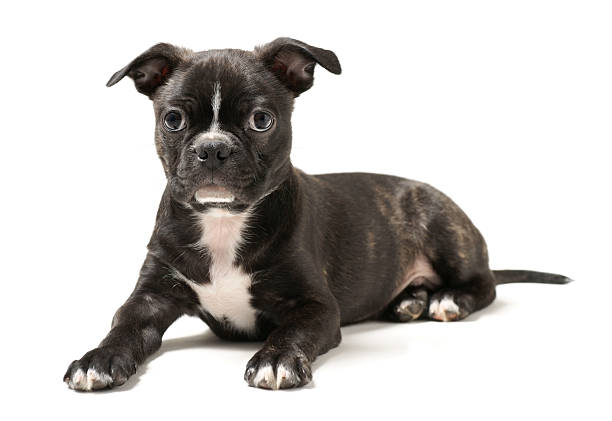 A 9 week old Boston Terrier / Pug mix puppy. This puppy is 3/4 Boston terrier and 1/4 Pug. Isolated on white.