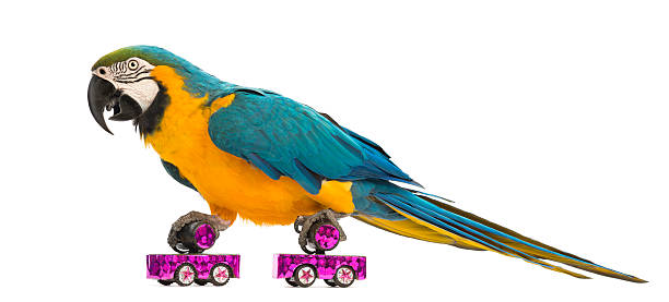 istock Blue-and-yellow Macaw, Ara ararauna, 30 years old, roller skating 166439180