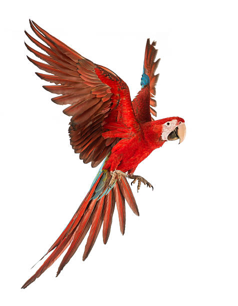 1 year old green winged Macaw in flight. Ara Chloropertus Green-winged Macaw, Ara chloropterus, 1 year old, flying in front of white background parrot stock pictures, royalty-free photos & images