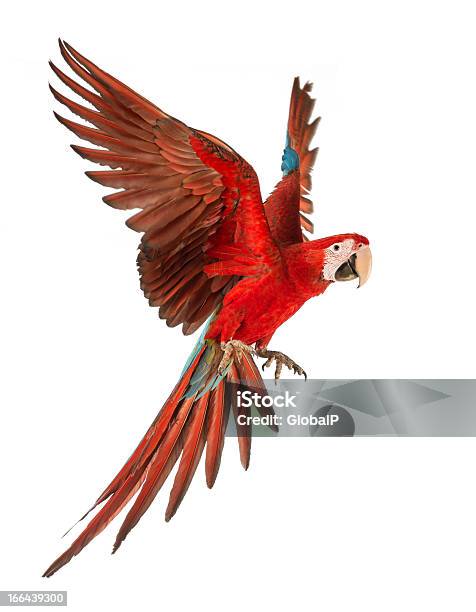 1 Year Old Green Winged Macaw In Flight Ara Chloropertus Stock Photo - Download Image Now