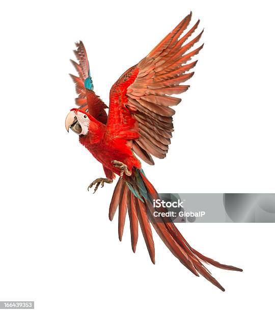 Greenwinged Macaw Ara Chloropterus 1 Jahr Alt Fliegen Stockfoto und mehr Bilder von Papagei