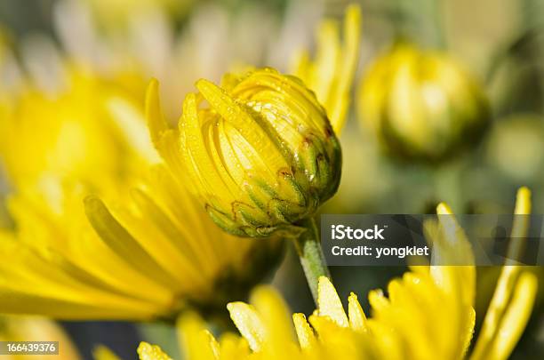 Рецепторы Of Yellow Chrysanthemums — стоковые фотографии и другие картинки Без людей - Без людей, Букет, Верхняя часть