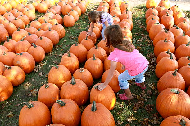 mädchen umgeben von kürbisse - pumpkin child little girls pumpkin patch stock-fotos und bilder