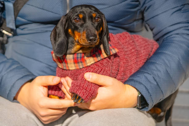 sad dog in warm sweater clothes sits with owner on walk on bench. hand in hand - dachshund dog sadness sitting imagens e fotografias de stock