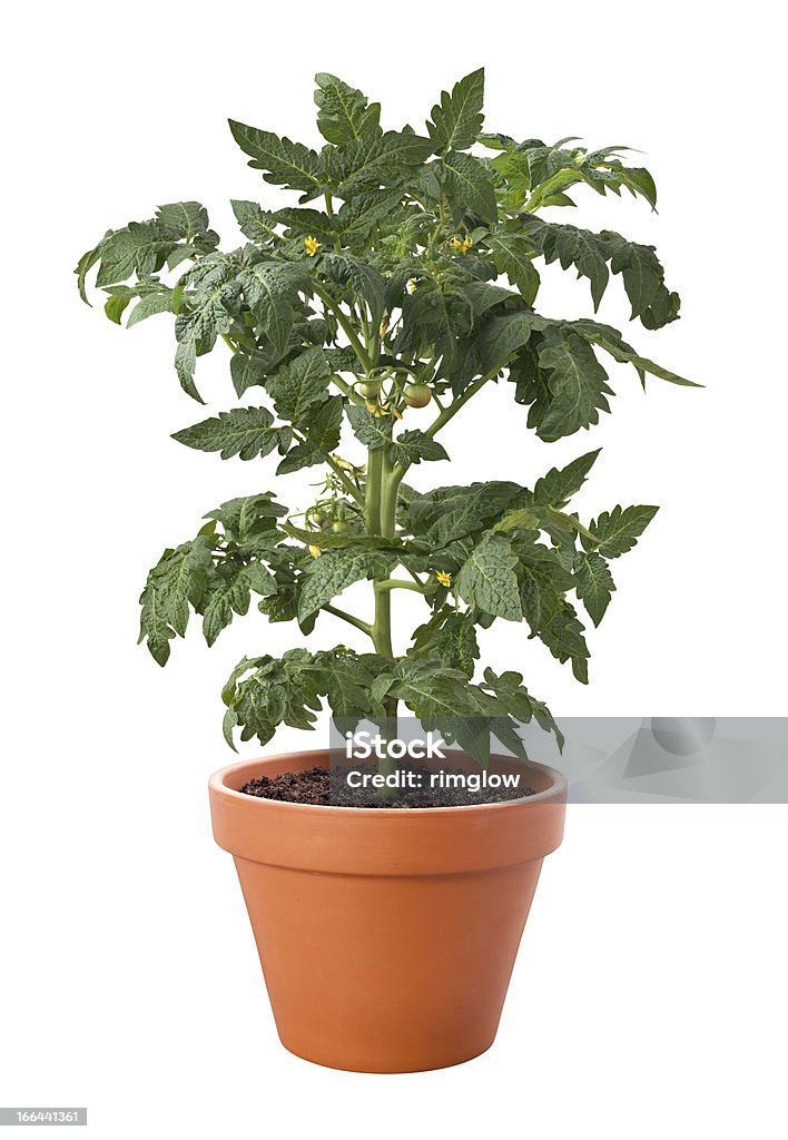 Tomato Plant in a Pot isolated Tomato Plant in a Pot isolated on a white background Bush Stock Photo