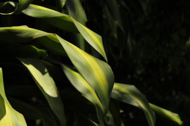 istock Beautiful yellow striped green leaves 1664424418
