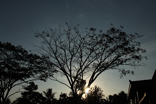 Tree silhouettes at a beautiful sunset in a village in the Yogyakarta region