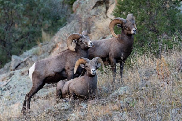 Bighorn sheep ram, ovis canadensis, in rutting season near Rocky Mountain National Park, Colorado, USA