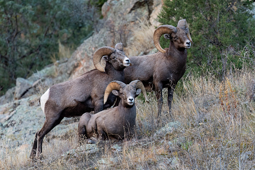 A small herd of bighorn sheep rams gathered together on a frosty morning
