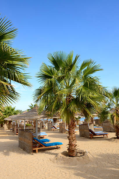 Palm tree on the beach at luxury hotel, Hurghada, Egypt