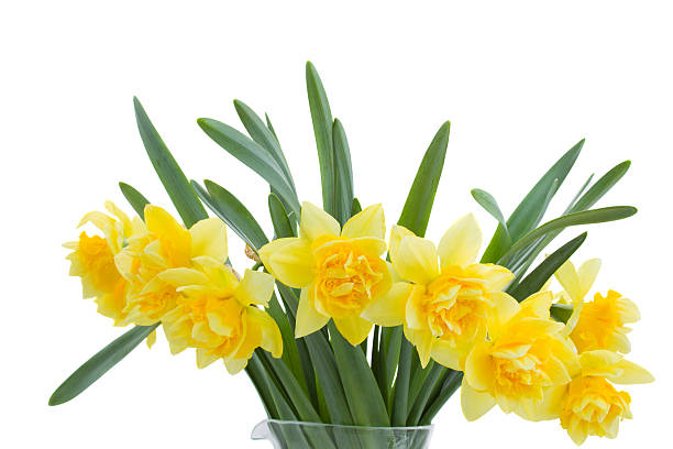 istock bouquet of blooming narcissus 166444287