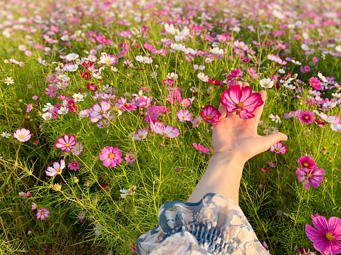 Autumn landscape background. Woman's hand holding flowers in a field full of cosmos.