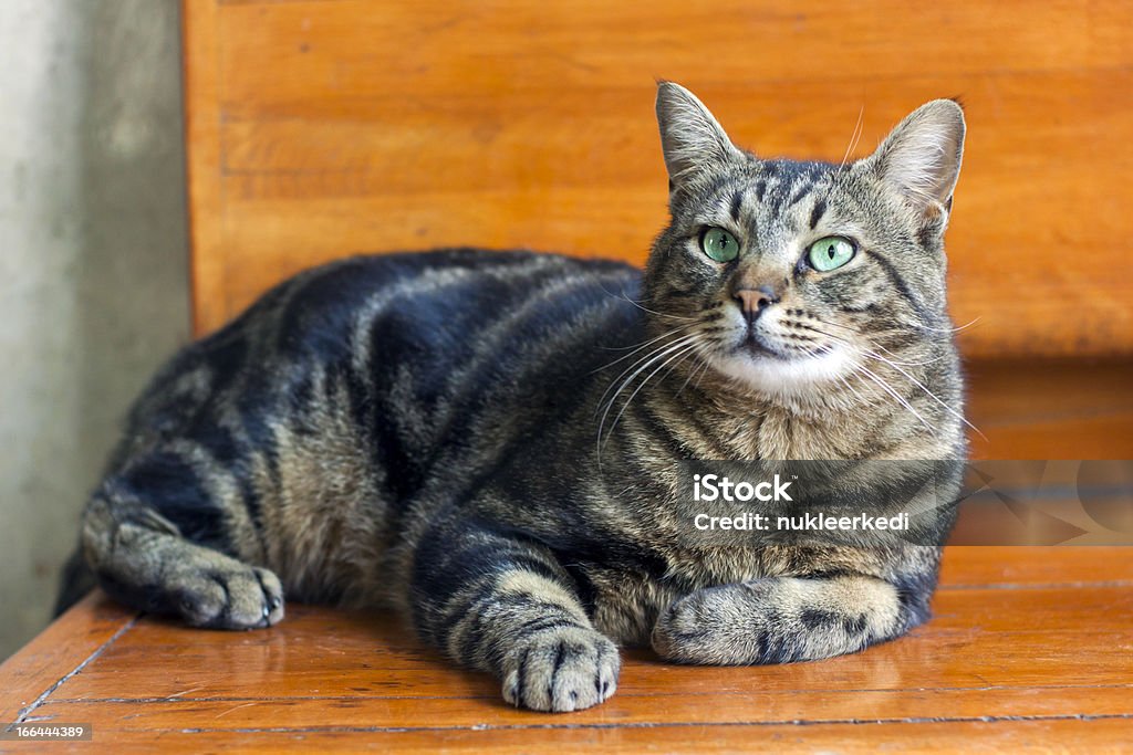 Con Turqoise ojos de gato - Foto de stock de Acostado libre de derechos