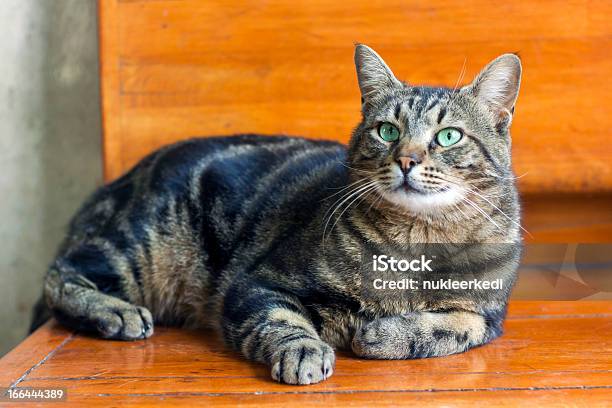 Occhi Di Gatto Con Turchese - Fotografie stock e altre immagini di Ambientazione interna - Ambientazione interna, Ambientazione tranquilla, Animale