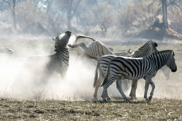 A zebra in a herd kicks another in frustration in a very dusty section of Kanana in the Okavango Delta, Botswana.
