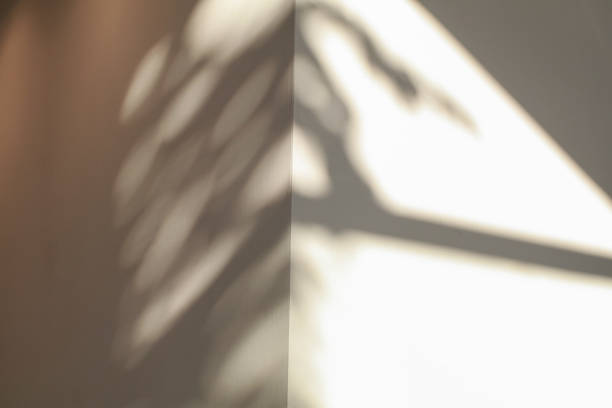 istock Shadow of the leaves on white corner concrete wall texture. Sunshade shadow background. Tropical summer background with concrete wall. 1664454643