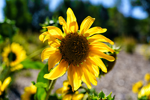 Sunflowers on Sunny Blue Sky Day