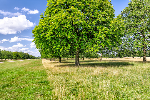 Windsor, UK - July 29, 2023: Landscape views and trees along The Long Walk at Windsor Castle
