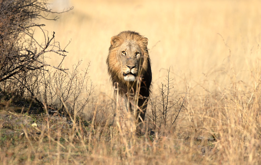 A lone male lion moves through his territory on an eraly morning patrol in Kanana, Okavango Delta, Botswana.