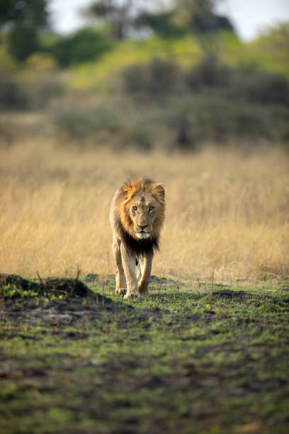 istock A strong male lion walks through open savannah in the Okavango Delta, Botswana. 1664475538