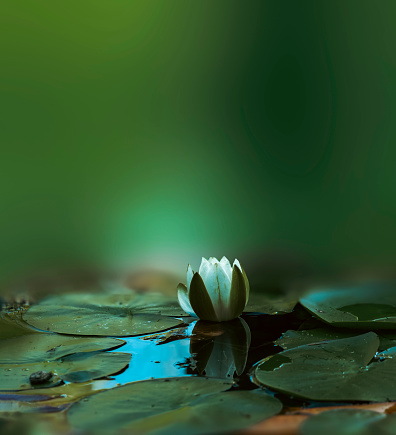 In this captivating photograph, a pristine lotus flower gracefully emerges from the tranquil surface of a serene pond. The delicate petals of the lotus boast a soft, ethereal pink hue, their layers unfolding like nature's own artwork. Dewdrops glisten on the petals, adding a touch of sparkle to the scene. The emerald green leaves cradle the flower, creating a harmonious contrast against the still, reflective water below. This image captures the essence of purity and tranquility, inviting viewers to immerse themselves in the serene beauty of the natural world.