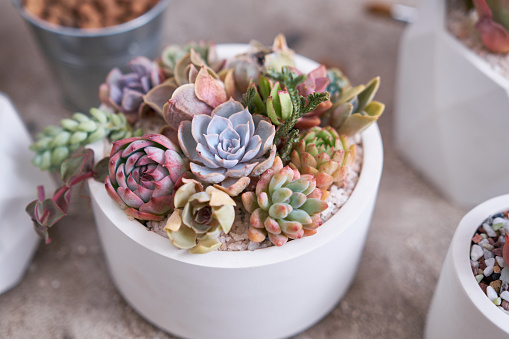 Group of Echeveria and Pachyveria opalina Succulent house plants in a pot on concrete table.