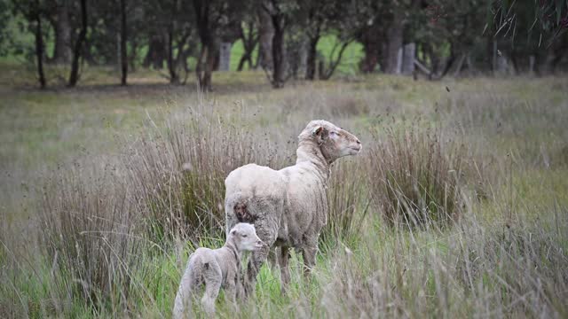 Merino Sheep out in the paddock