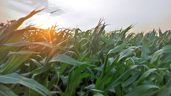 Corn - Crop, Corn, Farm, Sunset, Field