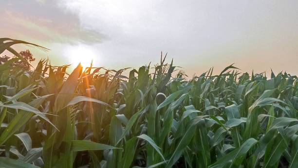 istock Young green corn growing on the field at sunset time 1664529682