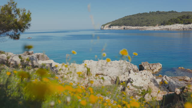 Yellow flowers blooming at coastline on sunny day