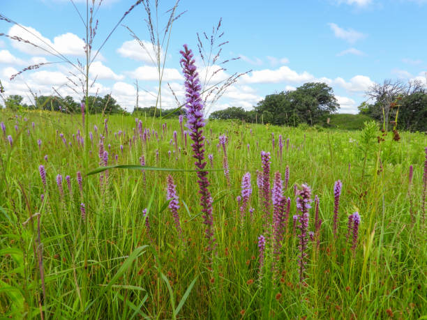 istock Liatris pycnostachya (Prairie Blazing Star) Native North American Prairie Wildflower 1664543329