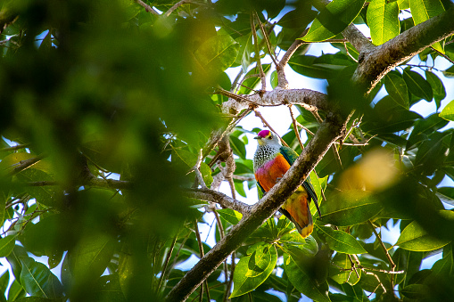 amazing colorful Superb Fruit-Dove spotted on Whitsunday Islands, Queensland, Australi