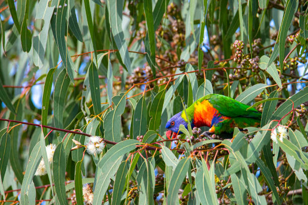 istock Beautifully colored common rainbow lorikeet parrot up close feeding on cones spotted on the Sunshine Coast near Coolum beach, Queensland, Australia 1664577870