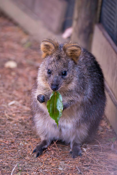 istock Quokka holding a leaf in its mouth 1664580546