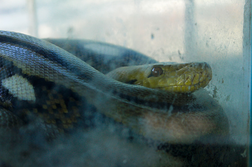 close-up of a snake behind a dirty aquarium glass