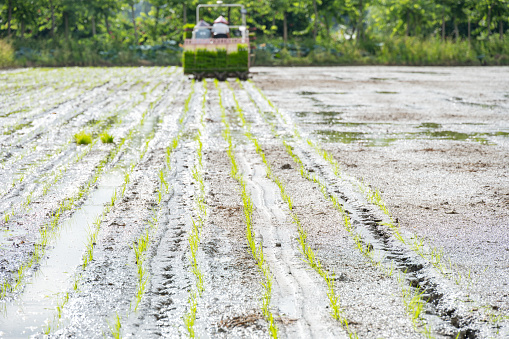 rice transplanter working on the field at horizontal composition