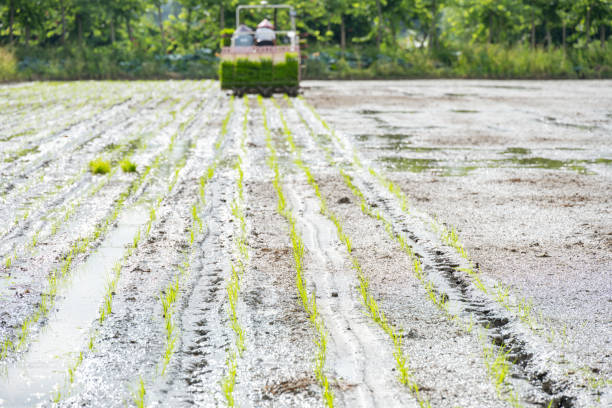 rice transplanter working on the field at horizontal composition rice transplanter working on the field at horizontal composition paddy transplanter stock pictures, royalty-free photos & images