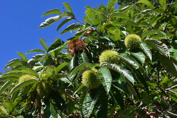 istock Japanese chestnut. Fagaceae deciduous fruit tree. 1664616647