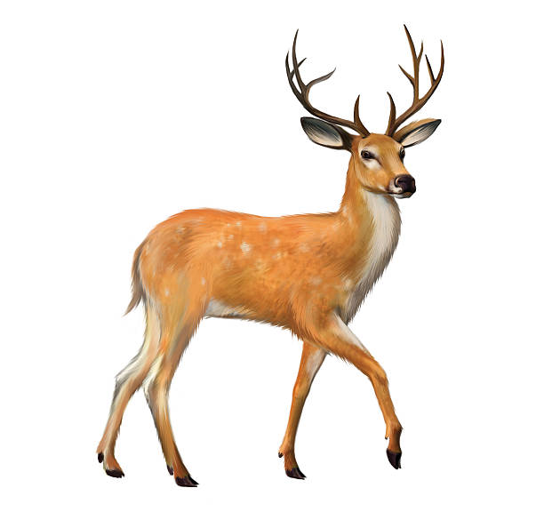 istock Beautiful deer with big horns Isolated illustration on white background. 166463728