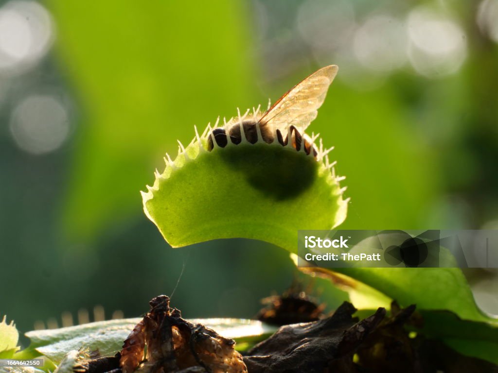Carnivorous Plant Tree Insect Venus Flytrap Stock Photo - Download ...