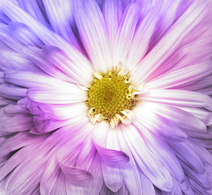 Pink-purple  chrysanthemum flower. Floral  background. Closeup.  Nature.