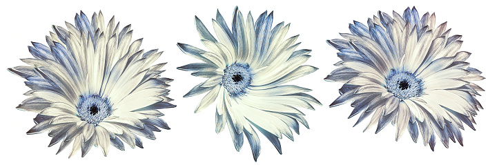 Set Chrysanthemum   flower  on white isolated background with clipping path. Closeup.  Nature.